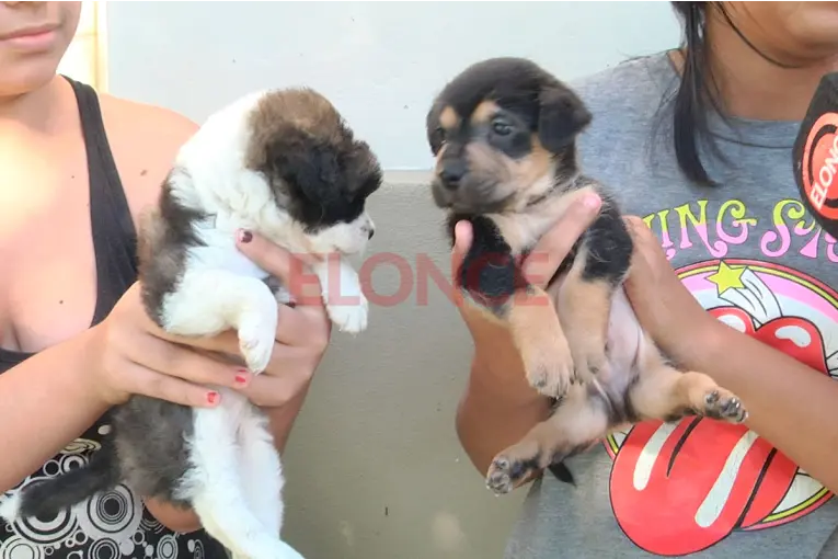 Buscan ayuda para que dos cachorros con malformaciones puedan recibir tratamiento