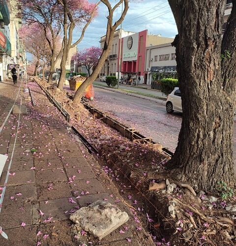 Asociación Civil Arbolado en alerta por la obra de calle 25 de Mayo