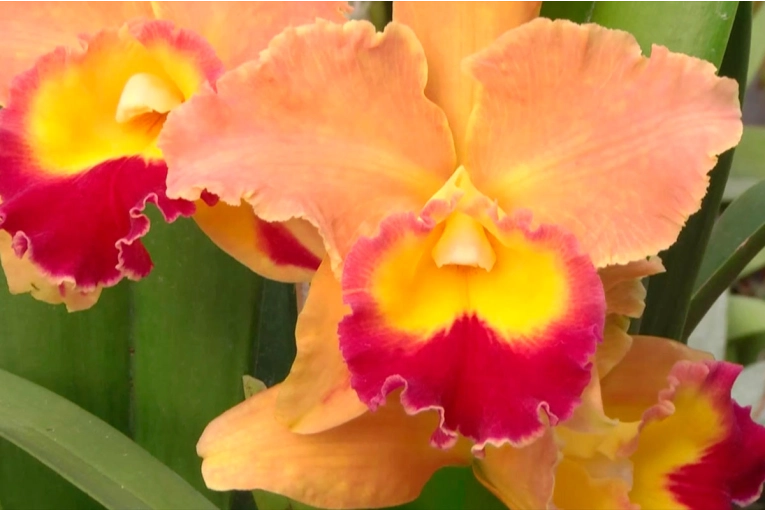 Paraná será sede de “Orquídeas en el Río” con más de 150 plantas en exposición