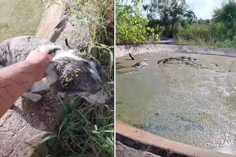 Vecino de Bajada Grande denuncia que arrojan perros a los piletones de la ex aceitera